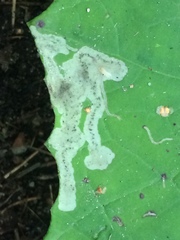 Phytomyza tussilaginis