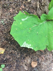 Phytomyza tussilaginis