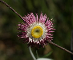 Chrysocephalum baxteri