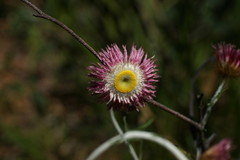 Chrysocephalum baxteri