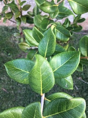 Eugenia sessiliflora