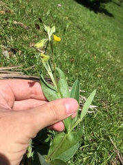 Crotalaria stipularia