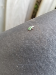 Polydrusus impressifrons