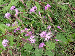 Dianthus longicalyx