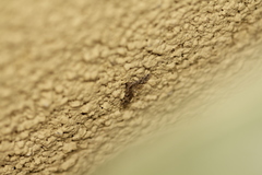 Alucita montana