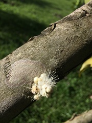 Eugenia haematocarpa