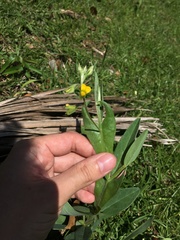 Crotalaria stipularia