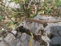 Podarcis muralis