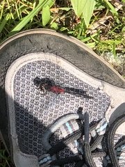 Leucorrhinia glacialis