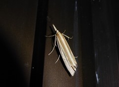 Orocrambus angustipennis