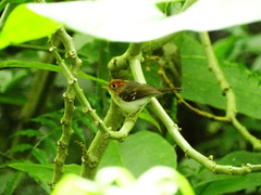 Phylloscopus grammiceps