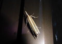 Orocrambus angustipennis