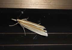 Orocrambus angustipennis