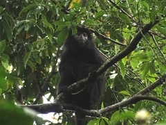 Trachypithecus mauritius
