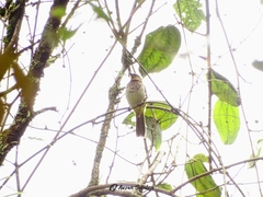 Pycnonotus bimaculatus