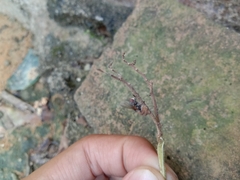 Entomophthoraceae