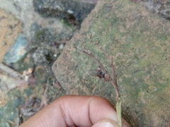 Entomophthoraceae