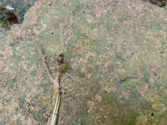 Entomophthoraceae