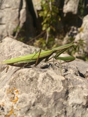 Mantis religiosa