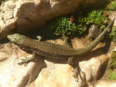 Podarcis muralis