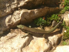 Podarcis muralis