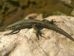 Podarcis muralis