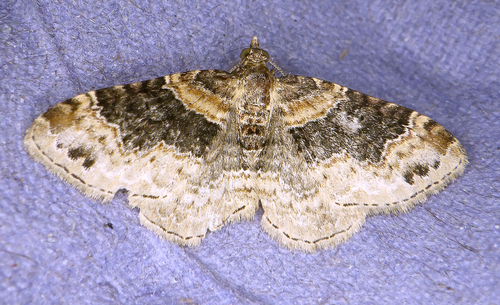 Xanthorhoe ferrugata