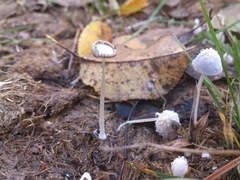 Agaricineae