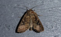 Ichneutica morosa
