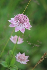 Astrantia maxima