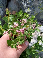 Ageratina occidentalis