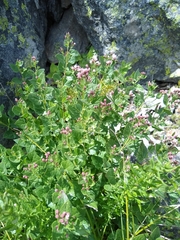Ageratina occidentalis
