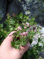 Ageratina occidentalis