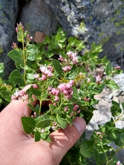 Ageratina occidentalis