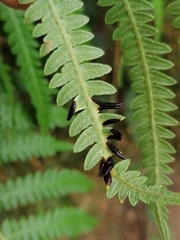 Dasineura pteridis