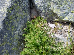 Ageratina occidentalis