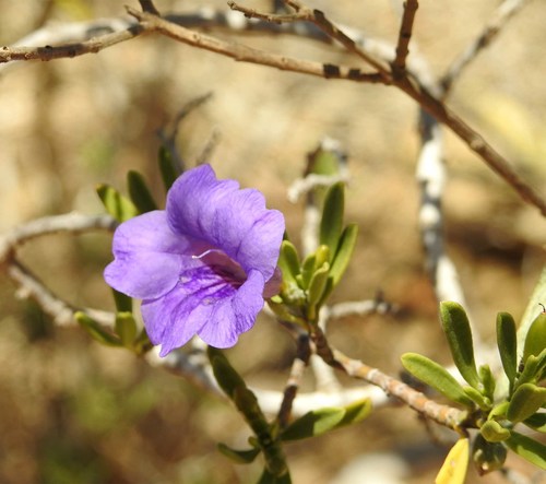 Ruellia latisepala