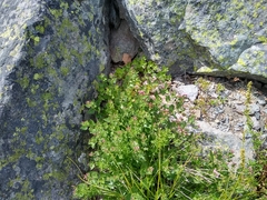 Ageratina occidentalis