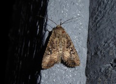 Ichneutica morosa