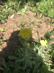 Helichrysum graveolens
