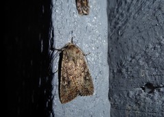 Ichneutica morosa