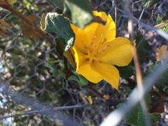 Fremontodendron mexicanum