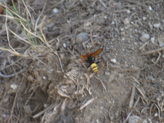 Cryptocheilus annulatus