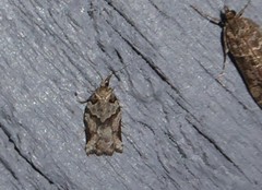 Harmologa amplexana