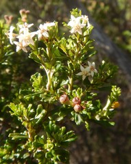 Pomaderris obcordata