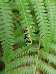 Dasineura pteridis