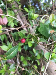 Myrcia citrifolia