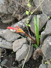 Zephyranthes phycelloides