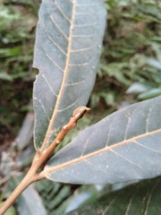 Cryptocarya hypospodia