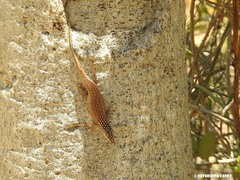 Trachylepis aureopunctata